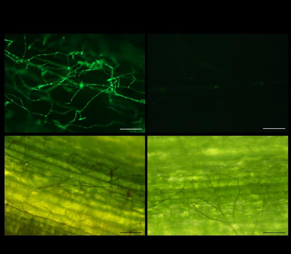 Proof-of-Concept dsrna-gfp plants inoculated with GFP-tagged Fusarium graminearum
