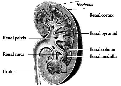 11.6. Development of the Pronephros The functional pronephros of lower vertebrates consists of paired pronephric tubules, arranged segmentally. These arise as buds from the nephrotome.