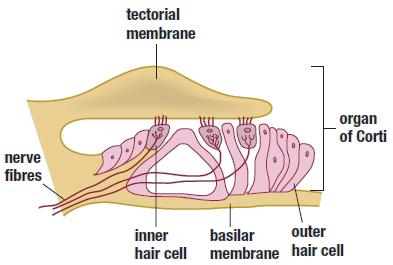 The Organ of Corti There are 15000 hair cells all along the basilar membrane, inner and outer hair cells. The outer cells play the role of amplification.