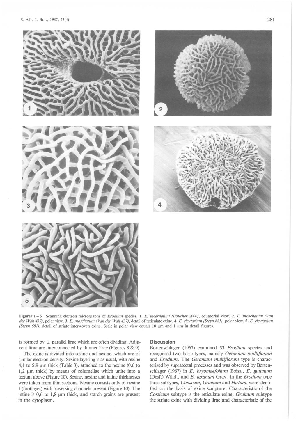 8 S. Afr. J. Bot., 987, 5() Figures - 5 Scanning electron micrographs of Erodium species.. incarnatum (Boucher 000), equatorial view.. moschatum (Van der Walt 7), polar view.