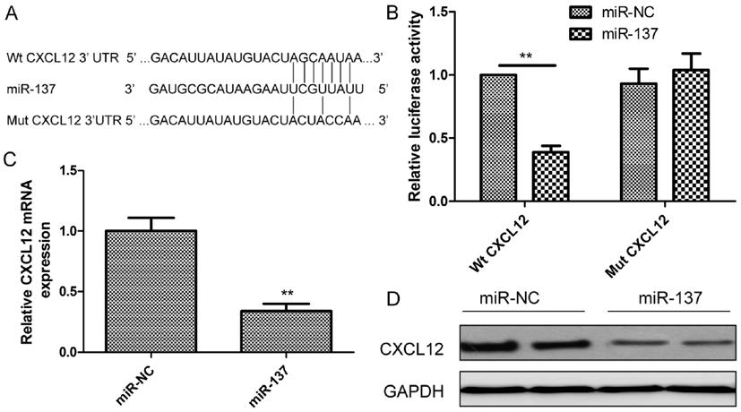ONCOLOGY REPORTS 35: 2151-2158, 2016 2155 Figure 4. mir-137 suppresses CXCL12 expression by directly targeting the CXCL12 3' UTR.