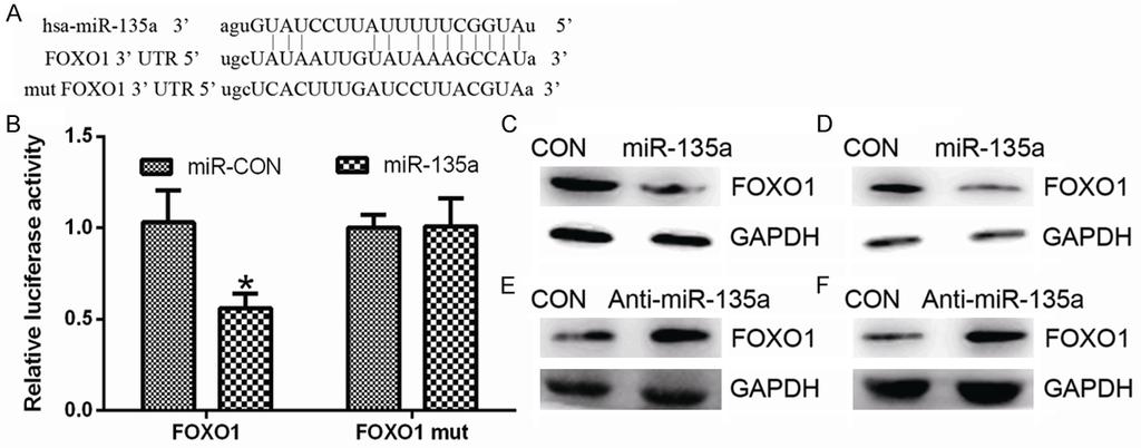 Figure 4. MiR-135a regulates expression of p21 Cip1, p27 Kip1 and Cyclin D1. A.