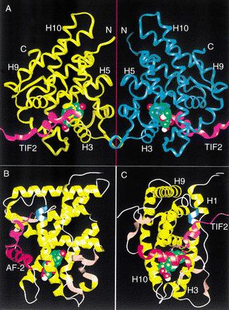 Building Designer Steroids Crystal structure of GR ligand binding domain discovered Trans-activation toxicity Trans-repression antiinflammatory effects Glucocorticoid Mimetics