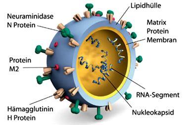 components Lipid bilayer MATRIX PROTEIN M1 Structural component Ribonucleoprotein (RNP) NUCLEOPROTEIN (NP) POLYMERASES