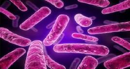 Bacteria Bacteria can live independently Some are harmless, other cause disease Some form capsule (protective wall) Un/ certain conditions some form spore Virulent Resistant Environment to live- O2,
