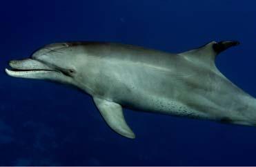 This continuous friendship with the wild dolphins started in the fall of 2001 in Shaab Sambuka with one injured indo-pacific bottlenose dolphin called Ferdinand Destiny.