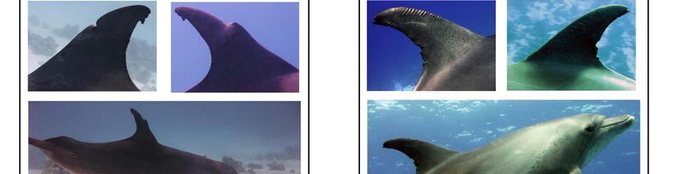 dorsal and pectoral fins are permanent, we
