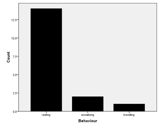 Fig.7. Dolphins in Fanus West show significantly more resting behaviour than socializing or travelling. More information can be gained by a further study period carried out by Dolphin Watch.
