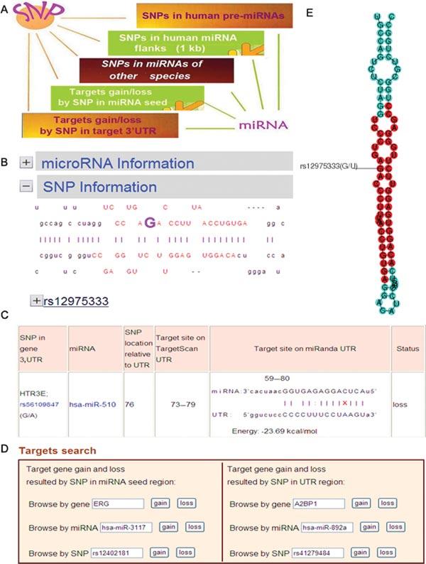 Figure 4. The snapshot of mirnasnp database. (A) The interface of the website with five modules. (B, E) Graphics secondary structure of pre-mirna with highlighted SNP base.