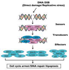 Georgescu et al, PLoS ONE, 10(6), 2015 11 Repairing DNA double strand breaks Cells have three key mechanisms to repair DSBs: Nonhomologous End Joining (NHEJ) is a fast,