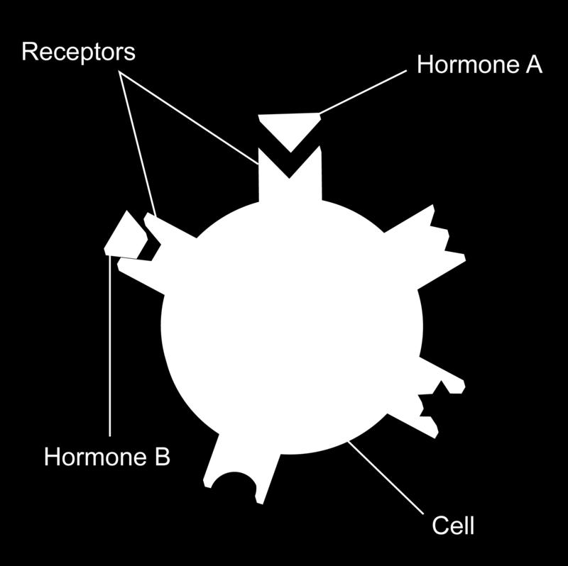 1.1. Hormones and Puberty www.ck12.org Glands TABLE 1.1: (continued) secretions hormones delivered to specific location delivered into blood stream Figure 4.