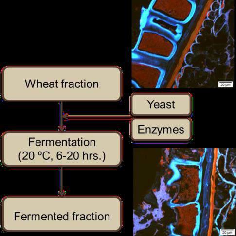 FERMENTATION OF WHEAT FRACTION Aimed outcome: Yeast and Water Improve the bioaccessibility of bioactive compounds of bran/ wheat fraction : +200% free