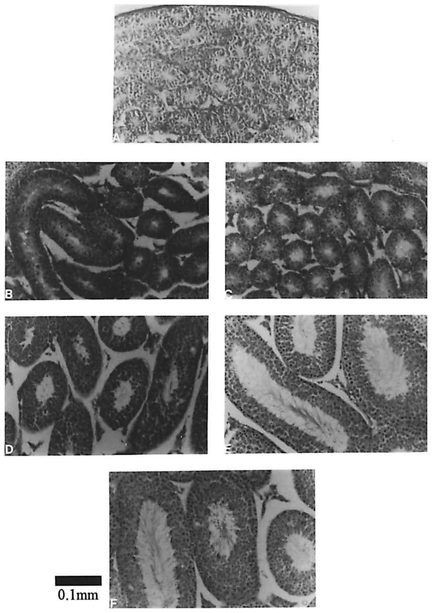 728 WOLFE ET AL. FIG. 5. Representative photomicrographs of hematoxylin- and eosin-stained testis sections from GnRHa- and VEH-treated animals from selected groups.