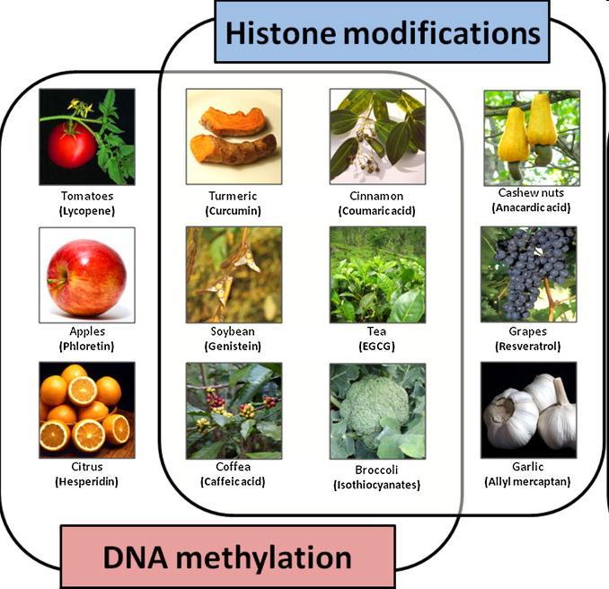 Major plants (constituents) with evidence for epigenetic
