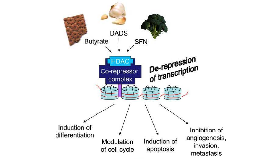 Histone Modifications Can Be Regulated by Butyrate, Diallyl Disulfide, and Sulforaphane Acetylated histones H3 and H4 associated with P21 and Bax promoters