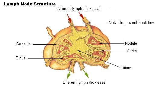 Lymph nodes As lymph travels through the lymphatic vessels it passes through small organs called lymph nodes.