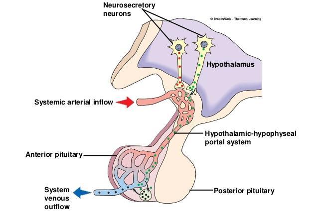 Hypothalmus produces a number or hormones for controlling endocrine activity of adenohypophysis. They are poured into blood in hypothalamus.