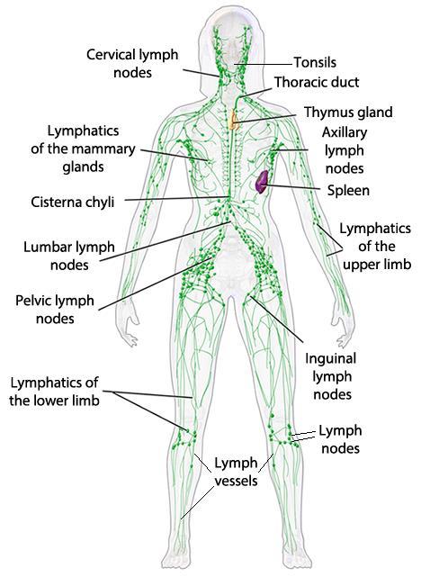 8. Lymph nodes at places many lymphatics may intersect with each other forming a knob or node like structure called the lymph node.