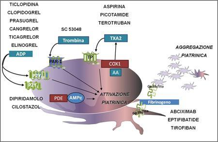 Inibitori recettore P2Y12 dell ADP Interferenza con il metabolismo dell acido