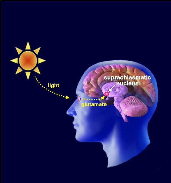 The Biology of Sleep Circadian system: Photoreceptors in the retina sense light and dark Signal our brain and align