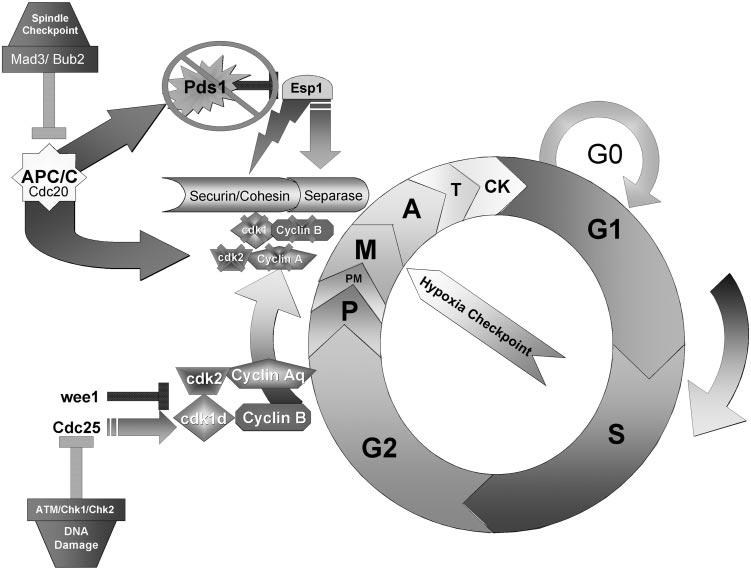 INVITED REVIEW 2071 Fig. 2. Analog diagram representing a simplified version of the cell cycle, with a focus on the G 2/M transition.