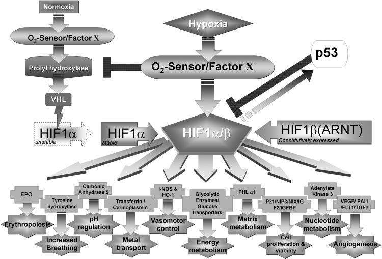 2074 INVITED REVIEW Fig. 3. Response of the hypoxia-inducible factor (HIF) system to hypoxic exposure.