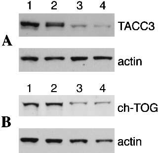 ch-tog and TACC3 in human cells Figure 1. TACC3 and ch-tog protein levels are reduced by sirna treatment. A Western blot showing the levels of TACC3 (A) and ch-tog (B) after 48 h of sirna treatment.