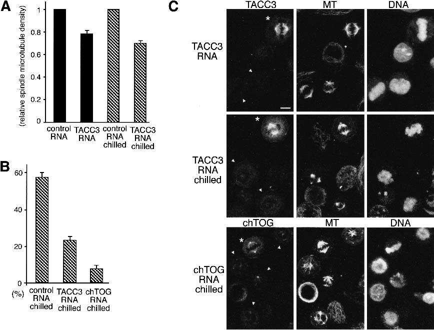 ch-tog and TACC3 in human cells Figure 4. The depletion of TACC3 and ch-tog partially destabilizes spindle microtubules.