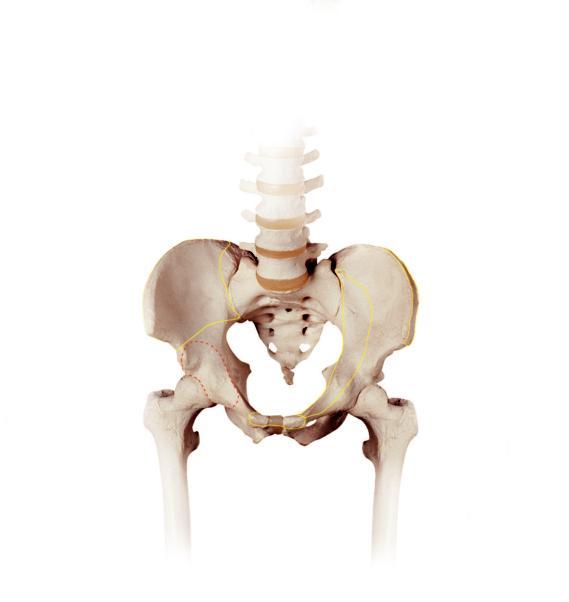 Indications The Matta Pelvic System is indicated for fractures of the: Pelvic Ring Acetabulum Sacrum Ilium Sacroiliac joint dislocations Symphysis Pubis disruption Revision surgery of
