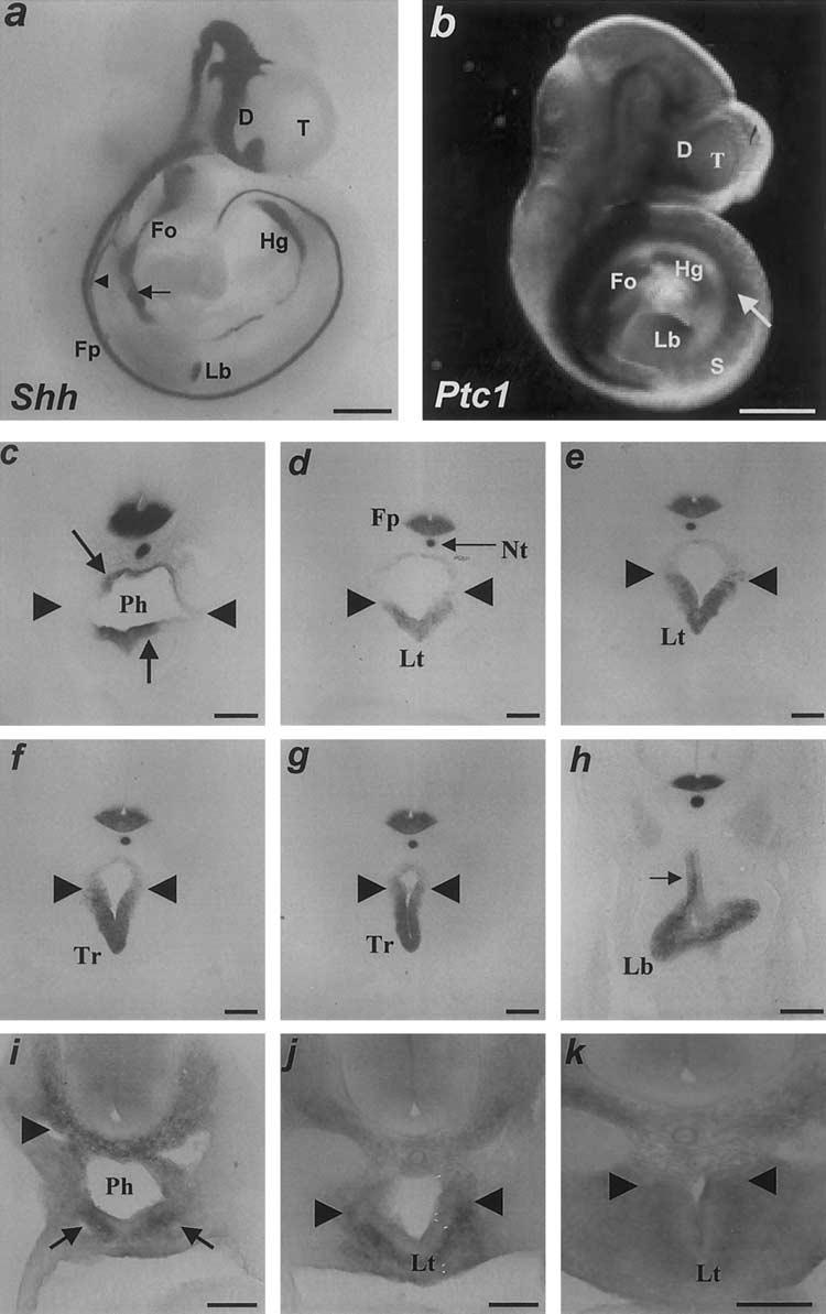 Fig 1. Patterns of Shh expression and complementary Ptc1 patterns, in saline-treated E10.5 mouse embryos.