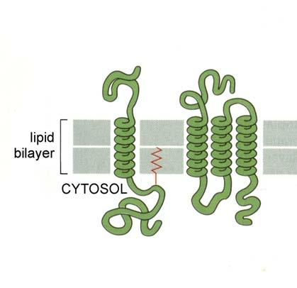 Physico-chemical features of transmembrane proteins - Extractible by detergents only; - Keep