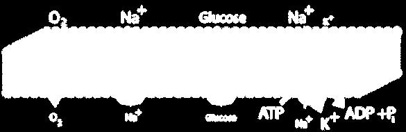 O 2, Na+, and glucose each diffuse across the cell membrane from a region of higher concentration to a region of lower concentration. Specific proteins facilitate the diffusion of Na+ and of glucose.