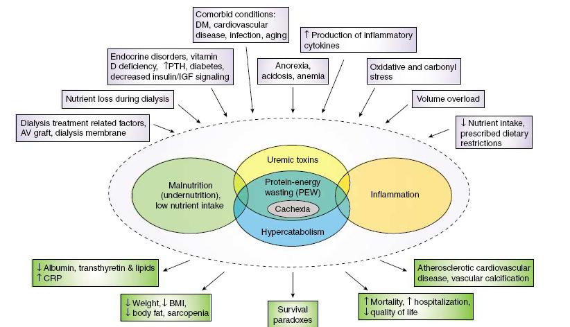 Pathogenesis of PEW: the complex relationships between