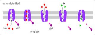its energy into ADP + phosphate Energy causes the carrier protein to change shape, releasing