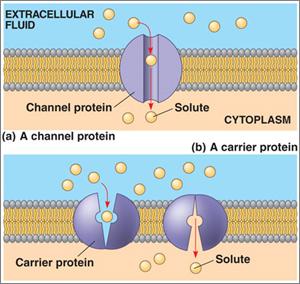 Carrier Protein vs. Channel Protein Channel proteins Have a tunnel that allows ions of a specific charge to move in or out of the cell Ex.