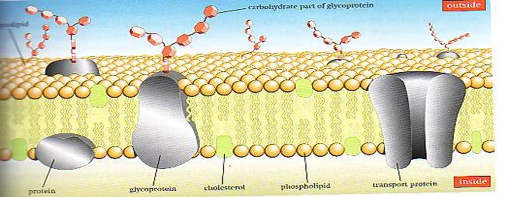 Semipermeable Membrane Ions, and large molecules such as glucose and amino acids