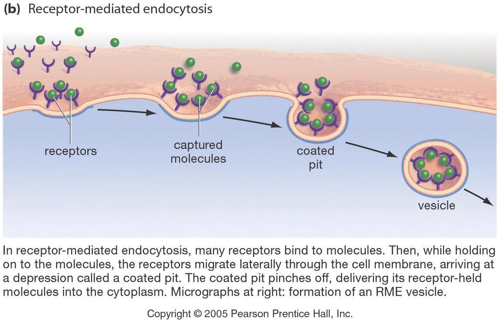 Receptor-Mediated Endocytosis Some integral proteins have receptors
