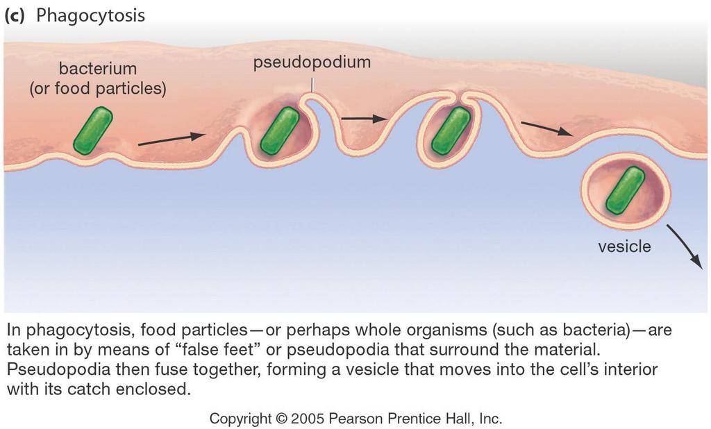 Endocytosis Phagocytosis Used to engulf large particles