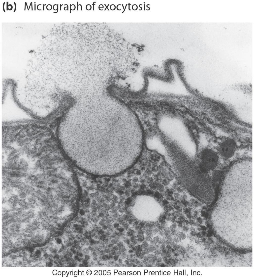 Exocytosis Exocytic vesicle