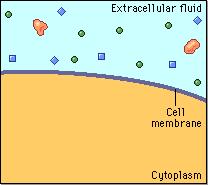 forming vesicles from the plasma reversal of exocytosis, involving different proteins Three types