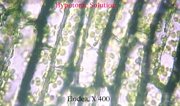 vacuole 50 µm Control of water balance Necessary adaptamon for life in such environments The promst Paramecium (a) A contractile vacuole fills with fluid