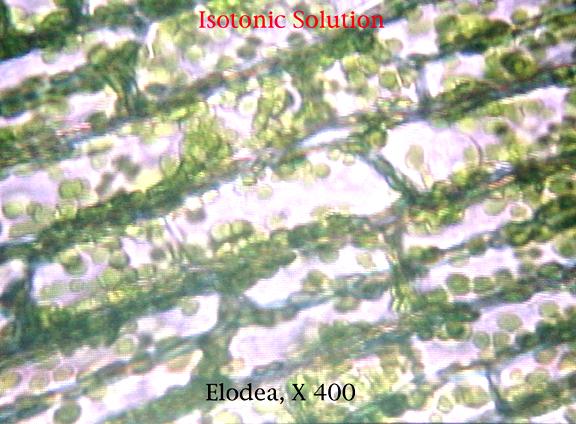 Contracting vacuole Hypertonic to its pond water environment (b) When full, the vacuole and canals contract, expelling fluid from the cell.