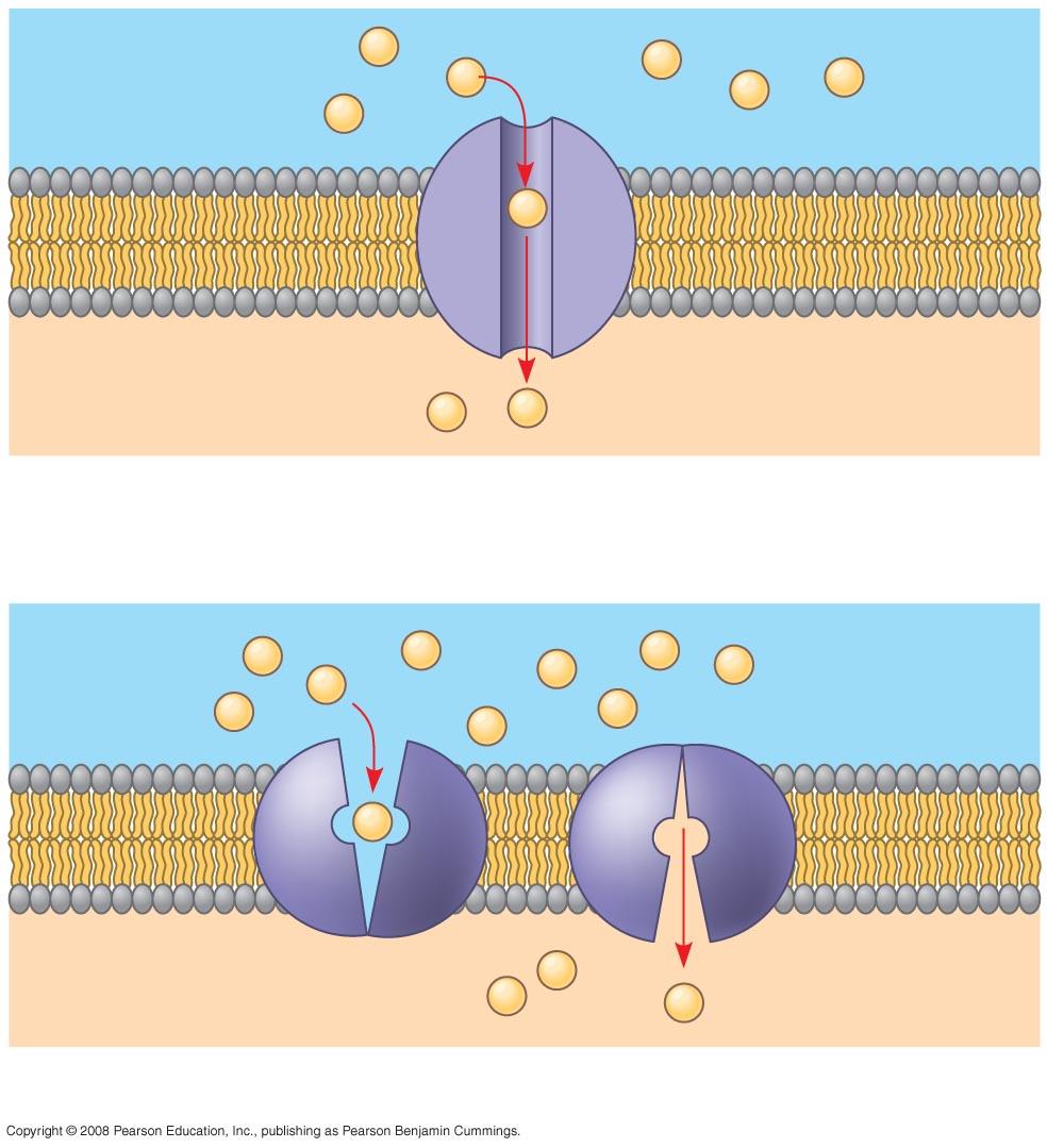 usually lethal Types of Transport: Passive - Facilitated Diffusion