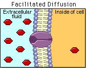 facilitate (enable) passive movement of molecules across the