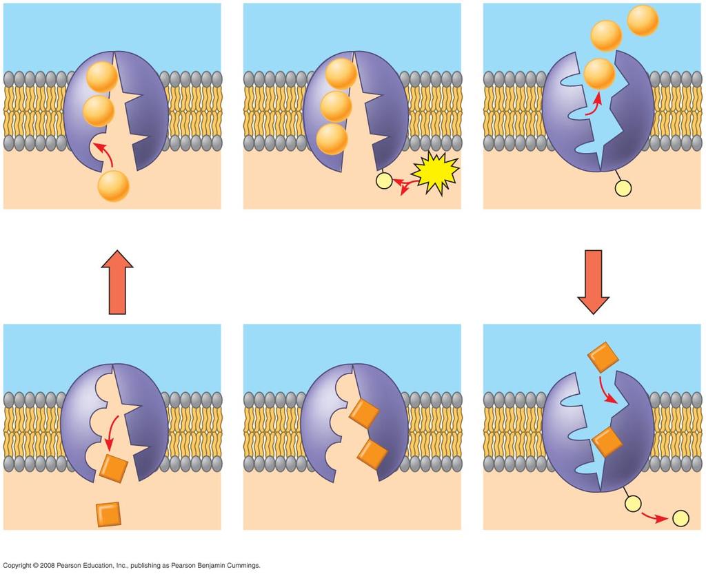 AcMve transport Types of Transport: Ac4ve Transport allows cells to maintain