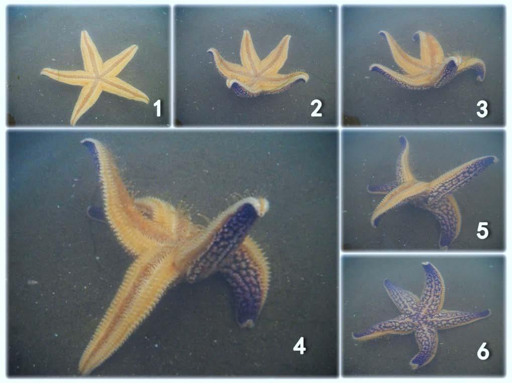 four-armed starfish, among starfish with fewer arms, are the starfish comparable to five-armed starfish.