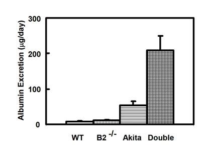 Absence of Bradykinin B2 receptor increases