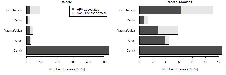 Cancers attributable to HPV Worldwide, cervical cancer dominates the HPV-associated cancers In N America,