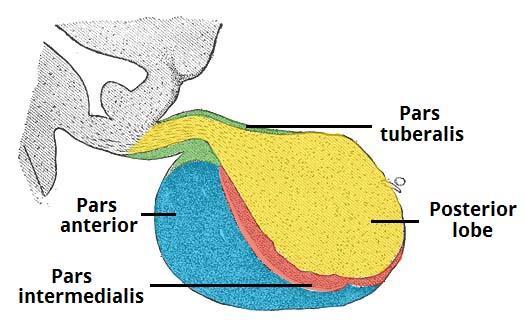 ituitary gland, is a pea-sized gland that sits in a protective ony enclosure called the sella turcica and covered by dural fold, diaphragma sellae.