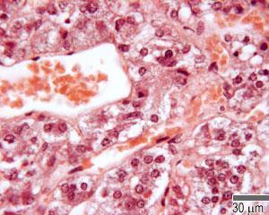 adrenal medulla contains basophilic staining cells, with a granular